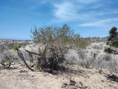 Forchhammeria watsonii