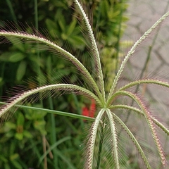 Chloris barbata