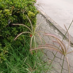 Chloris barbata