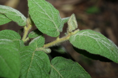 Solanum densevestitum