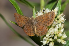 Calephelis arizonensis