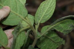 Solanum densevestitum