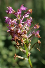 Anacamptis pyramidalis pyramidalis