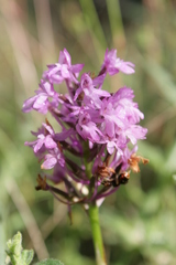 Anacamptis pyramidalis pyramidalis