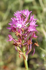 Anacamptis pyramidalis pyramidalis