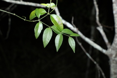 Secamone elliptica