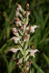 Anacamptis coriophora fragrans