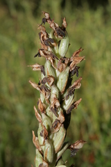 Anacamptis coriophora fragrans
