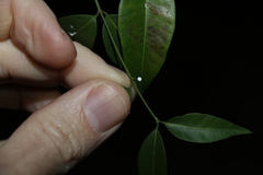 Secamone elliptica