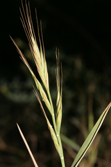 Brachypodium distachyon