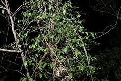 Secamone elliptica