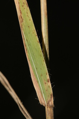 Brachypodium distachyon