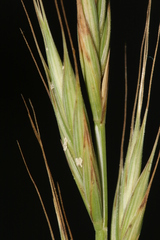 Brachypodium distachyon