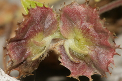 Anthyllis circinnata