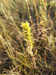 Orthocarpus luteus