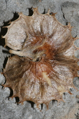 Anthyllis circinnata