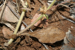 Anthyllis circinnata