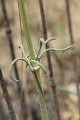 Matthiola fruticulosa