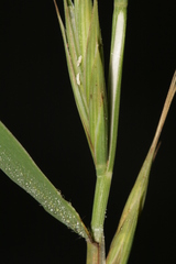Brachypodium distachyon