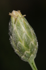 Klasea cerinthifolia