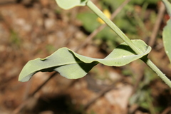 Klasea cerinthifolia