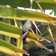 Cynanthus latirostris