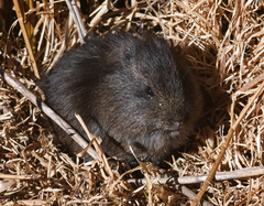 Cavia tschudii