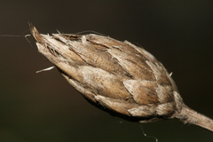 Klasea cerinthifolia