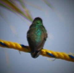 Cynanthus latirostris