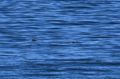 Rollandia microptera