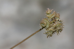 Medicago coronata