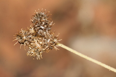 Medicago coronata