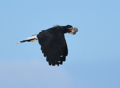 Daptrius megalopterus