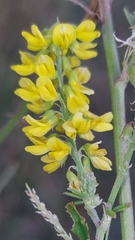 Melilotus altissimus