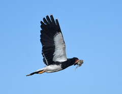 Daptrius megalopterus