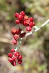 Helichrysum sanguineum