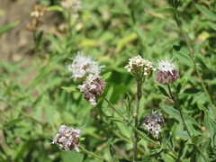 Ageratina occidentalis