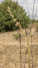 Matthiola fruticulosa