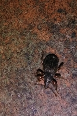 Otiorhynchus ligneus