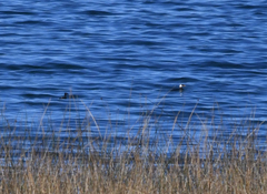 Rollandia microptera