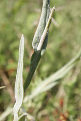 Helichrysum sanguineum