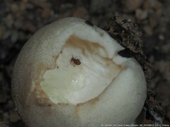 Ptenothrix marmorata