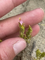 Cordylanthus wrightii