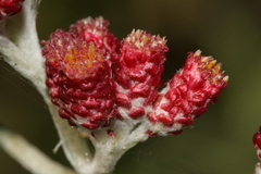 Helichrysum sanguineum