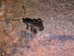 Otiorhynchus ligneus