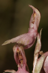 Anacamptis sancta