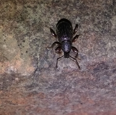 Otiorhynchus ligneus