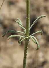 Matthiola fruticulosa