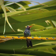 Cynanthus latirostris