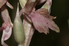 Anacamptis sancta